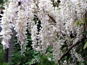 white wisteria1.jpg